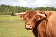1st Aug 2015 - highland cow