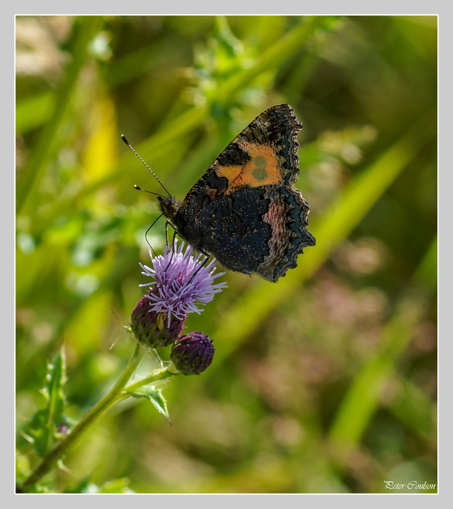 Gatekeeper Butterfly by pcoulson