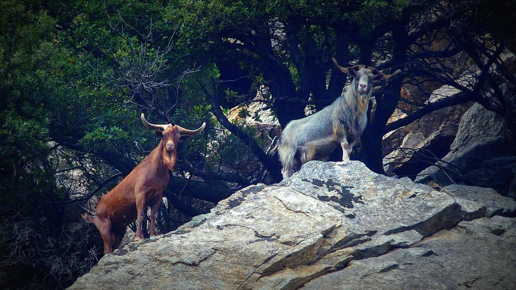 The Goats Who Stare at Men by laroque