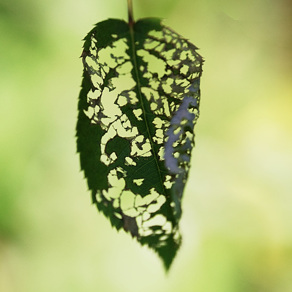 Leaf by gardencat