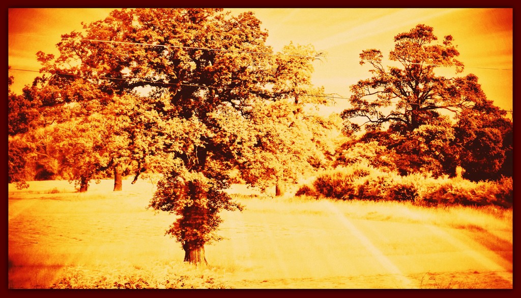 The old Oak tree . by beryl