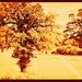 The old Oak tree . by beryl