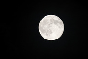 31st Jul 2015 - IMG_2340rsz Blue moon