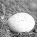 A Lonely Egg by digitalrn