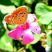 Cvjetić i leptir by vesna0210