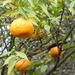 Mandarins by kjarn