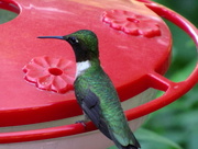 30th Jul 2015 - Relaxed Hummingbird