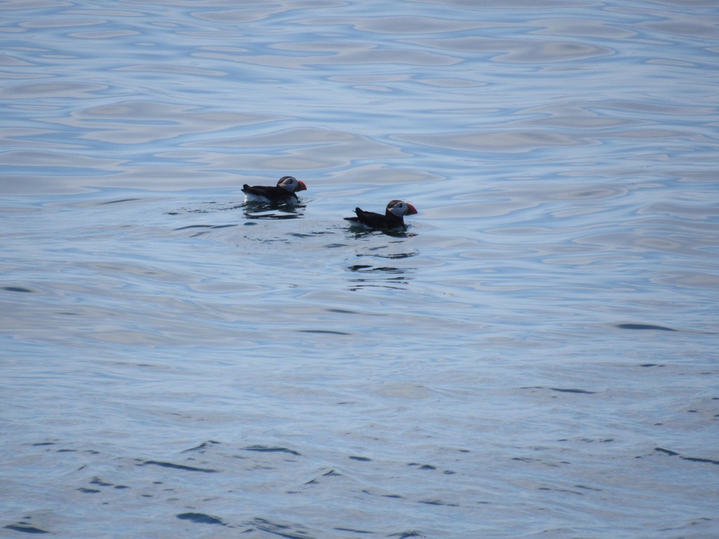 A Pair O' Puffins by hbdaly