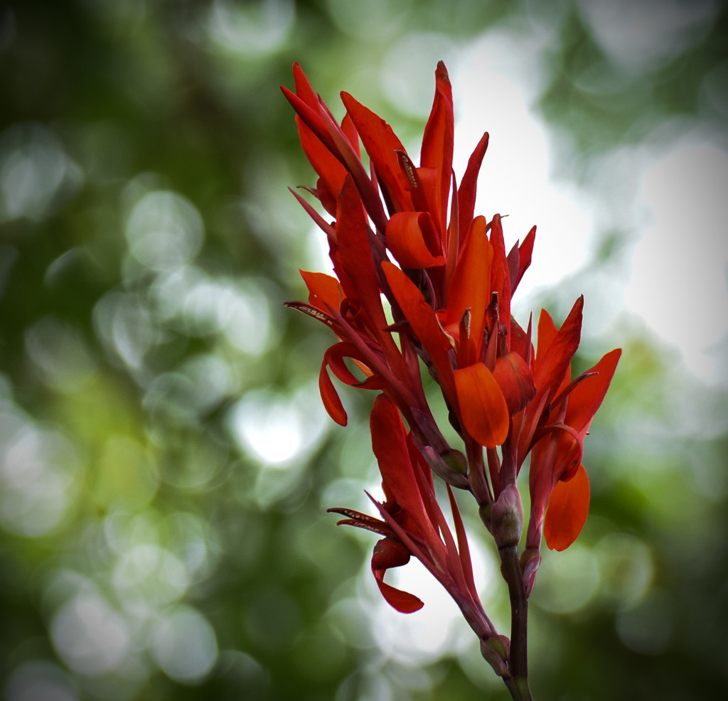 Red Flowers by rickster549