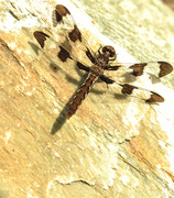 1st Aug 2015 - Twelve-spotted Dragonfly