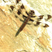 Twelve-spotted Dragonfly by loweygrace