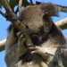 keep fast by koalagardens
