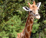 3rd Aug 2015 - Stretch the Giraffe