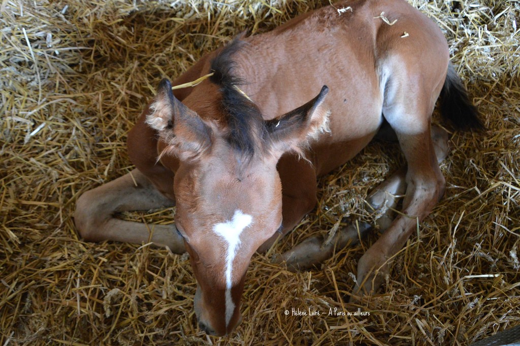 Just for fun: the tired foal by parisouailleurs