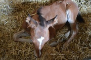 1st Aug 2015 - Just for fun: the tired foal