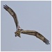 Osprey by aikiuser