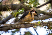 2nd Aug 2015 - Eastern Spinebill