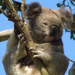 hairy nail by koalagardens