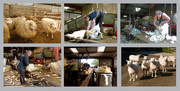 1st Aug 2015 - Clipping day on the farm