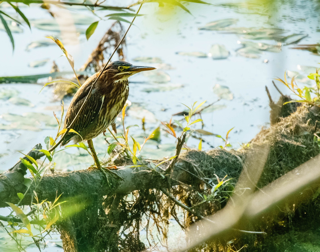 American Bittern by tosee