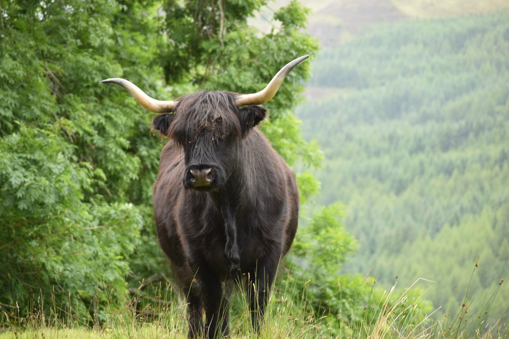 Monarch of the Glen by christophercox