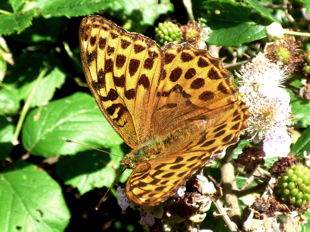 Silver-washed Fritillary (Argynnis paphia) by julienne1