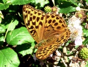 2nd Aug 2015 - Silver-washed Fritillary (Argynnis paphia)