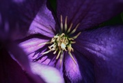 2nd Aug 2015 - Clematis