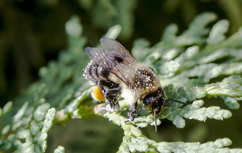  Bee with Pollen by gardencat