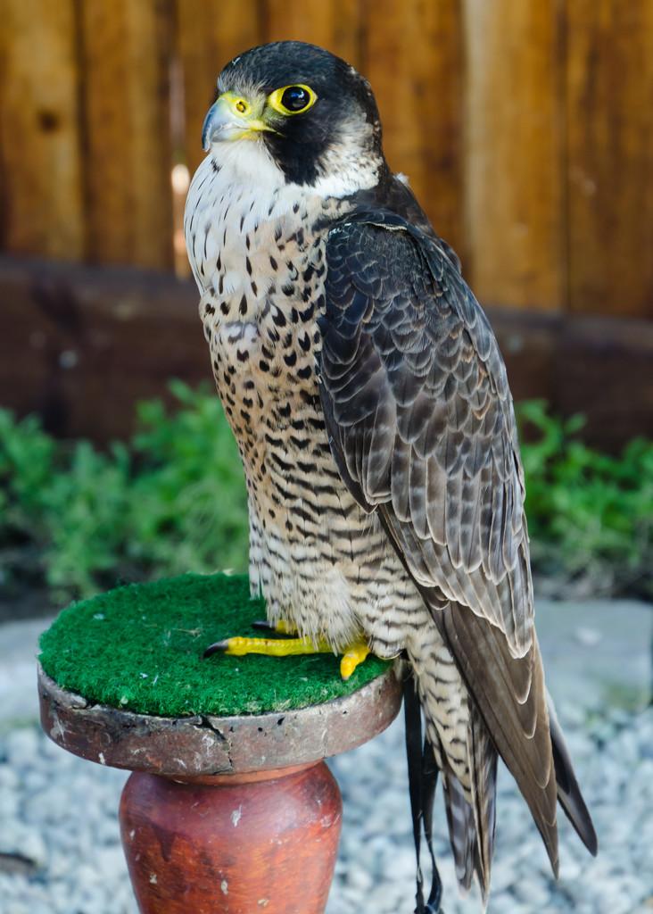 Lanner Falcon by salza