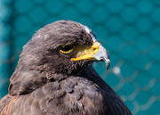 2nd Aug 2015 - Harris Hawk