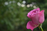 2nd Aug 2015 - Pink rose