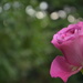 Pink rose by ziggy77