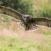 Verreaux's eagle owl by callymazoo