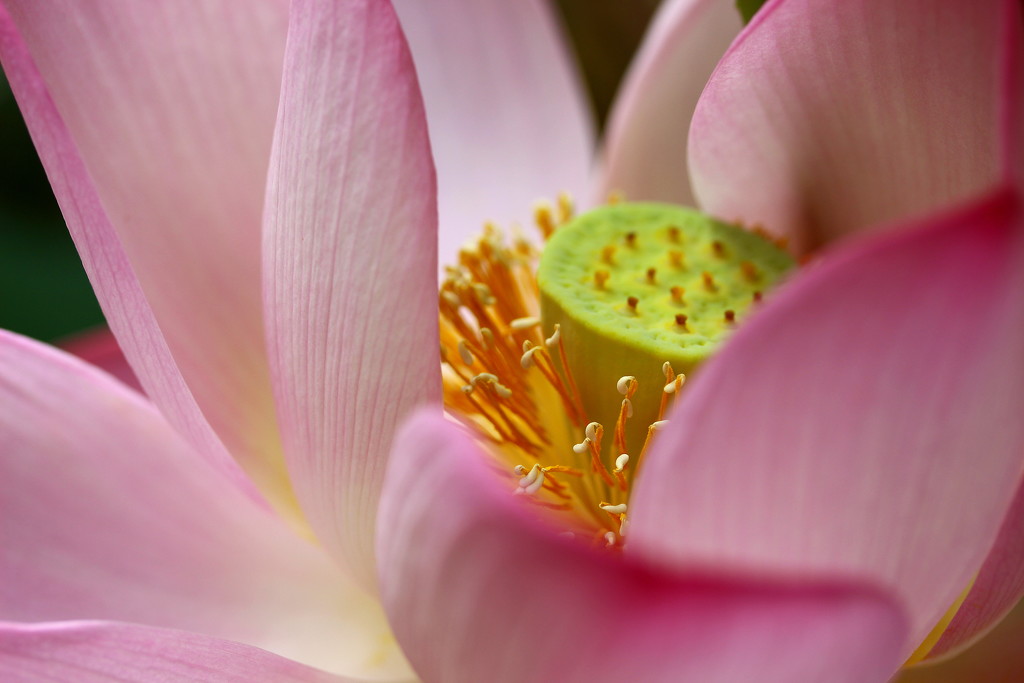 Lotus flower. by pyrrhula