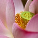 Lotus flower. by pyrrhula