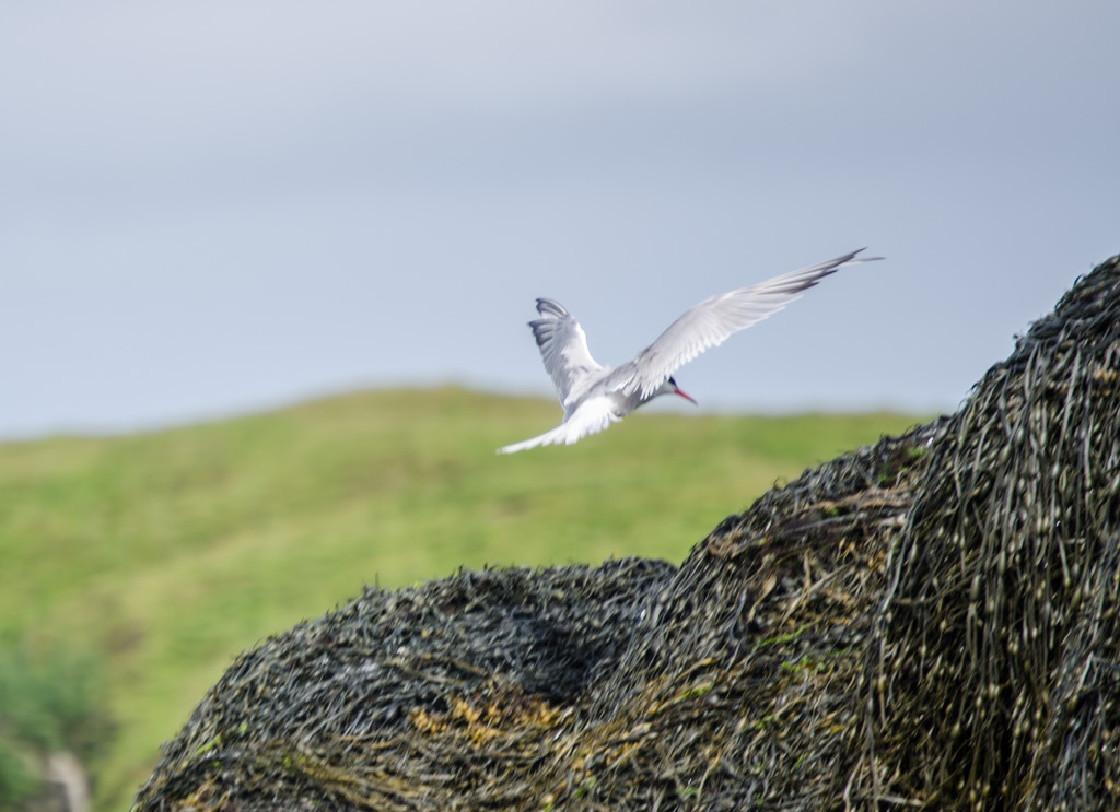 Arctic Tern landing, Loch Dunvegan, Isle of Skye by manek43509