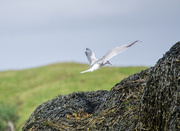 29th Jul 2015 - Arctic Tern landing, Loch Dunvegan, Isle of Skye