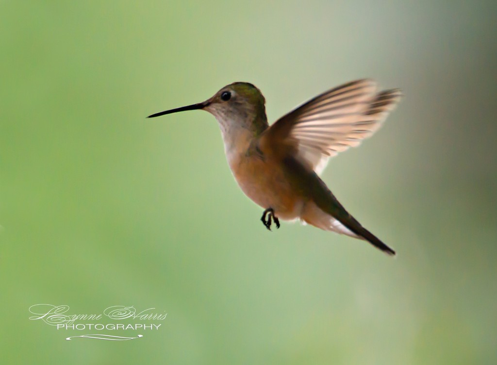 Hummingbird in Flight by lynne5477