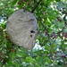 Walloping Whopper of a Wasp Nest!!! by frantackaberry