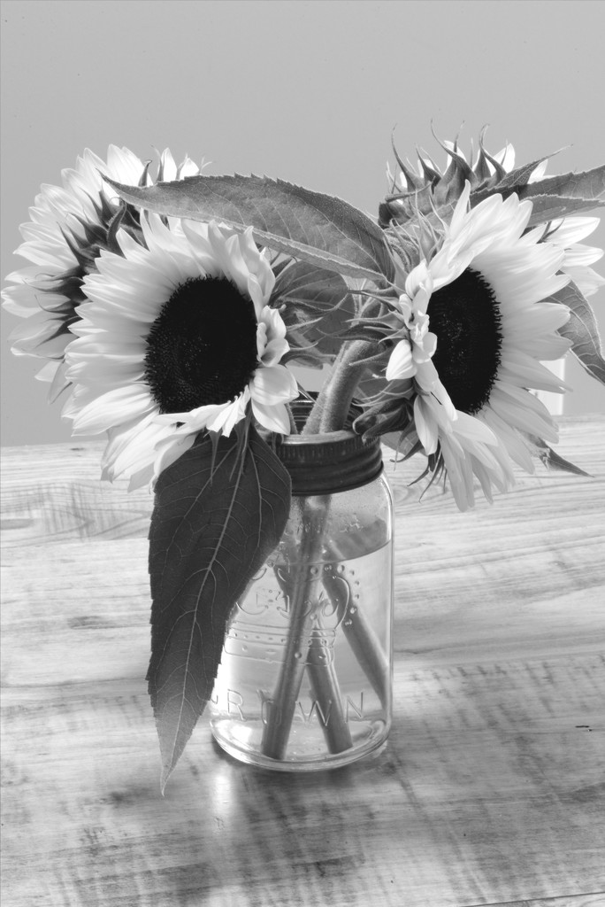 Black and White Sunflowers! by fayefaye