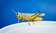 2nd Aug 2015 - Grasshopper on My Cup