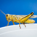 Grasshopper on My Cup by ckwiseman