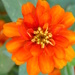 Orange Zinnia by daisymiller