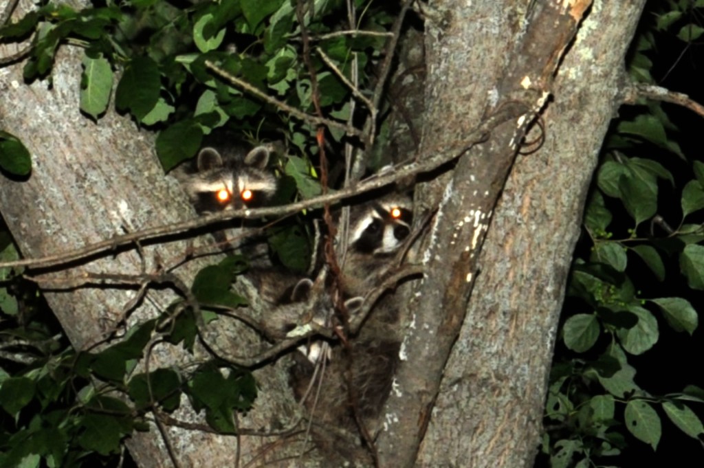 Momma and Baby Raccoons~HELP! by dianen