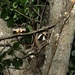 Momma and Baby Raccoons~HELP! by dianen