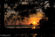 2nd Aug 2015 - Sunset Through The Trees