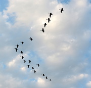 4th Aug 2015 - Geese sort of flying in a V pattern!