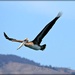Brown Pelican by elatedpixie