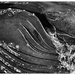Whale Eye by pixelchix